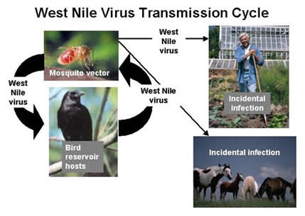 WNV Transmission Cycle