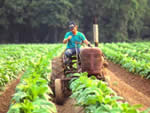 Trabajador en un tractor arando el campo