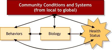 Diagram showing community conditions and systems (from global to local) as both the sum of, and an influence on, the interrelated parts: behaviors, biology, and health status.