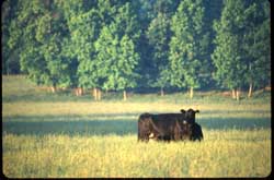 cows in field