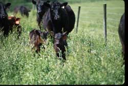 cow and calf in field