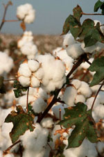 cotton