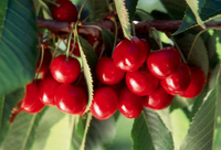 cherries