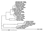 Figure. Phylogenetic trees based on nucleic sequence data of E-glycoprotein gene fragment of 165 bp. The trees were constructed with the program CLUSTAL by using the Neighbor Joining method of Saitou and Nei with bootstrapping. Tree is rooted by using Japanese encephalitis sequence as an outgroup. The designation of isolates corresponds to that in publications (5,10), where details of isolate history are given. Alignments used for analysis are available upon request from the authors. WN virus strains used in phylogenetic analysis. WN-Volgograd-1999-1 = human brain tissue from female patient, Volgograd, Russia, GenBank accession # AF239988 (E gene fragment) and #AF239990 (NS5 gene fragment); WN-Kenya-1998 = strain KN3829 isolated from Culex univittatus, # AF146082; WN-Senegal-1993 = strain SEN-ArD93548 isolated from Culex neavei, # AF001570; WN-Romania-1996M = strain RO97-50 isolated from Culex pipiens pool, # AF260969; WN-New-York-1999F = strain NY99-flamingo382-99 isolated from Bronx Zoo flamingo 1999, # AF196835; WN-New-York-1999H = strain HNY1999 isolated from total human brain RNA, # AF202541; WN-Azerbaijan-1967 = isolated from a bird, # AF241822 (NS5 gene fragment); WN-Azerbaijan-1970 = strain A-72 isolated from a tick Ornitodorus coniceps, # AF241821 (NS5 gene fragment) and # AF237564 (E gene fragment); WN-Romania-1996H = strain RO96-1030 isolated from human CSF, # AF130363; WN-Egypt-1951 = strain Eg101, #AF260968; Kunjin-Aust-1960 = Kunjin virus MRM61C, # D00246; WN-Nigeria = West Nile virus, # M12294 and #NC_001563.