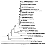 Figure 2. Phylogenetic tree of members of the genus Rickettsia inferred from comparison of gltA sequences by using the neighbor-joining method. Bootstrap values for the nodes are indicated.