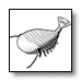 Burgess Shale