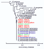 Figure. Phylogenetic analysis of the bacterial 16S rDNA sequences obtained from cases XEB44 and XMN22. The tree was rooted with Staphylococcus aureus and Escherichia coli as outgroups and constructed with a maximum-likelihood algorithm using 468 homologous sequence positions that were selected from a sequence dataset of 497 total positions. Streptococcus pneumoniae clinical isolates sequenced for this study are marked as SF10175, SF10314, and SF10014. GenBank database accession numbers for published sequences are given in parentheses. All six sequences from the case XCA73 cerebrospinal fluid were identical to those of the S. pneumoniae reference strain (accession no. AJ001246). PCR = polymerase chain reaction.