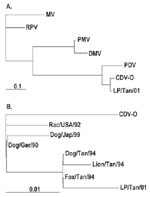 Figure 2. Phylogenetic trees based on a 388-bp Morbillivirus P-gene fragment. 