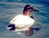 waterfowl - duck swiing in water