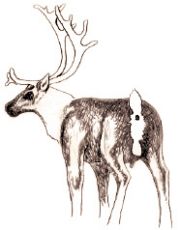 Drawing of male caribou. ADF&G 2006