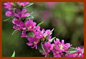 Purple loosestrife looks "pretty" in a close-up