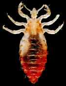 Adult body louse