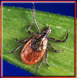 Blacklegged (or deer) ticks (Ixodes scapularis and Ixodes pacificus)