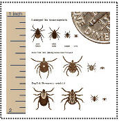 Various Tick Views