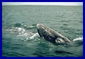 gray whale breaks the surface of the water