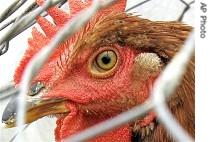 Chicken in a cage at market in Bac Ninh Province, near Hanoi, 14 Feb 2008