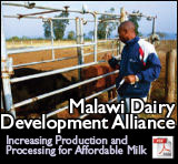 Malawi Dairy Development Alliance: Increasing Production and Processing for Affordable Milk