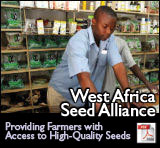 West Africa Seed Alliance: Providing Farmers with Access to High-Quality Seeds