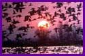Geese take flight at sunrise - Cosumnes River Preserve