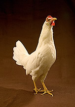 Photograph of a white hen.