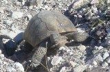 Desert Tortoise climbing out of a desert wash