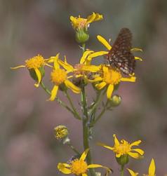 Layne's butterweed