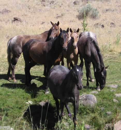 Herd of Wild Horses in the Twin Peaks Herd Management Area