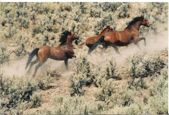 Running horses Buckhorn Herd Management Area