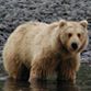 Grizzly along the Denali Highway