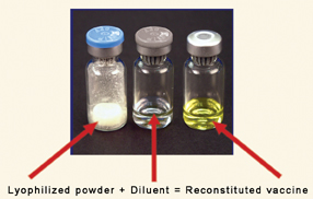 Lyophilized powder + Diluent = Reconstituted vaccine.