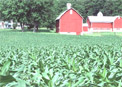 Century Farmstead in Dane County, Wisconsin