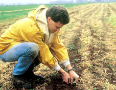 farmer-researcher checks seedling emergence through a cover crop mulch