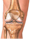 Knee joint