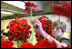 White House Florist Nancy Clarke plucks a red Gerbera Daisy from one of the many bouquets of flowers that will be used as centerpieces for the State Dinner for Polish President Alexander Kwasniewski Wednesday, July 17. Other flowers used in the displays are Red Floribunda roses.