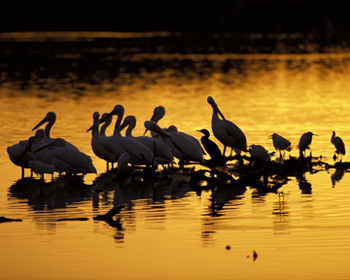 American White Pelicans