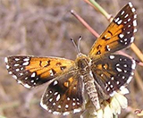 thumbnail image of Lange's metalmark butterfly. credit: 