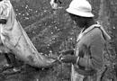 Young Negro cotton picker, Pulaski County, Arkansas