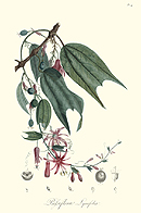 La Grenadille a Fleurs en Lyre (Plate 4)