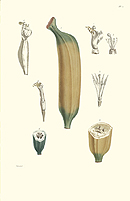 Le Bananier Cultive (Plate 2)