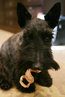 Miss Beazley takes a chew treat snack break, March 23, 2006 at the White House. White House photo by Kimberlee Hewitt