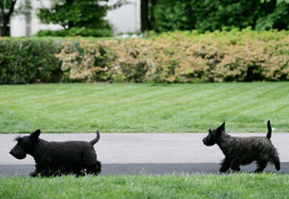 Barney and Miss Beazley play follow the leader as they walk along the South Lawn driveway at the White House Friday, May 18, 2007. White House photo by Eric Draper