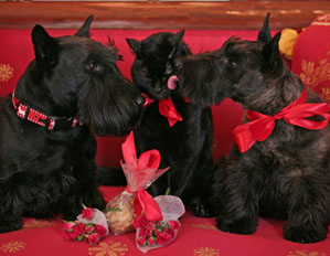 Barney watches as Miss Beazley gives a "kiss" to Kitty, Thursday, Feb. 8, 2007, as the White House pets pose for a Valentine's Day portrait at the White House. White House photo by Paul Morse