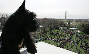 Barney watches all the people on the South Lawn participating in the White House Easter Egg Roll, Monday, March 24, 2008, from the roof of the White House. White House photo by Joyce N. Boghosian