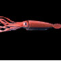 Search for Giant Squid