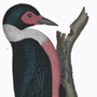 Lewis woodpecker
