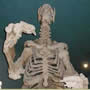 Fossil Giant Sloth