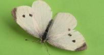 Cabbage white butterfly