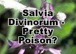 Salvia Divinorum - Pretty Poison