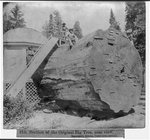 Section of the Original Big tree, near view, Mammoth Grove, Calaveras County