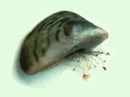 Zebra Mussel